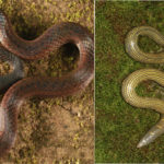 aspidurai desilvai And rhinophilis gunasekarai